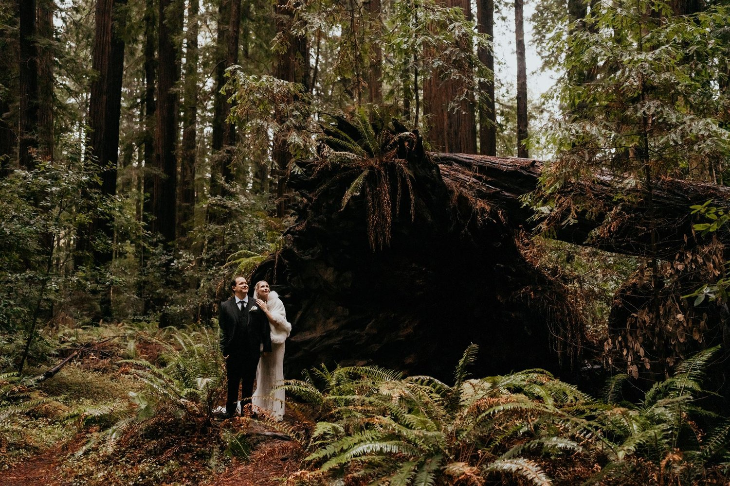 Bride and groom stand next to a fallen tree stump in the redwoods during their California elopement.