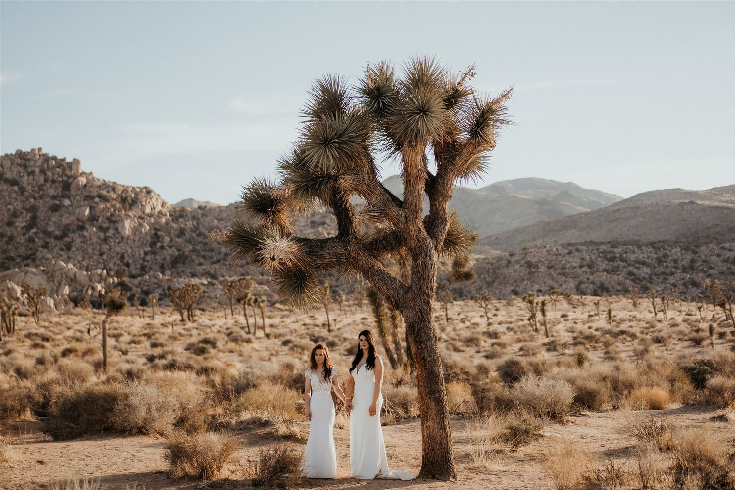 Two brides stand under a joshua tree during their desert elopement in California.