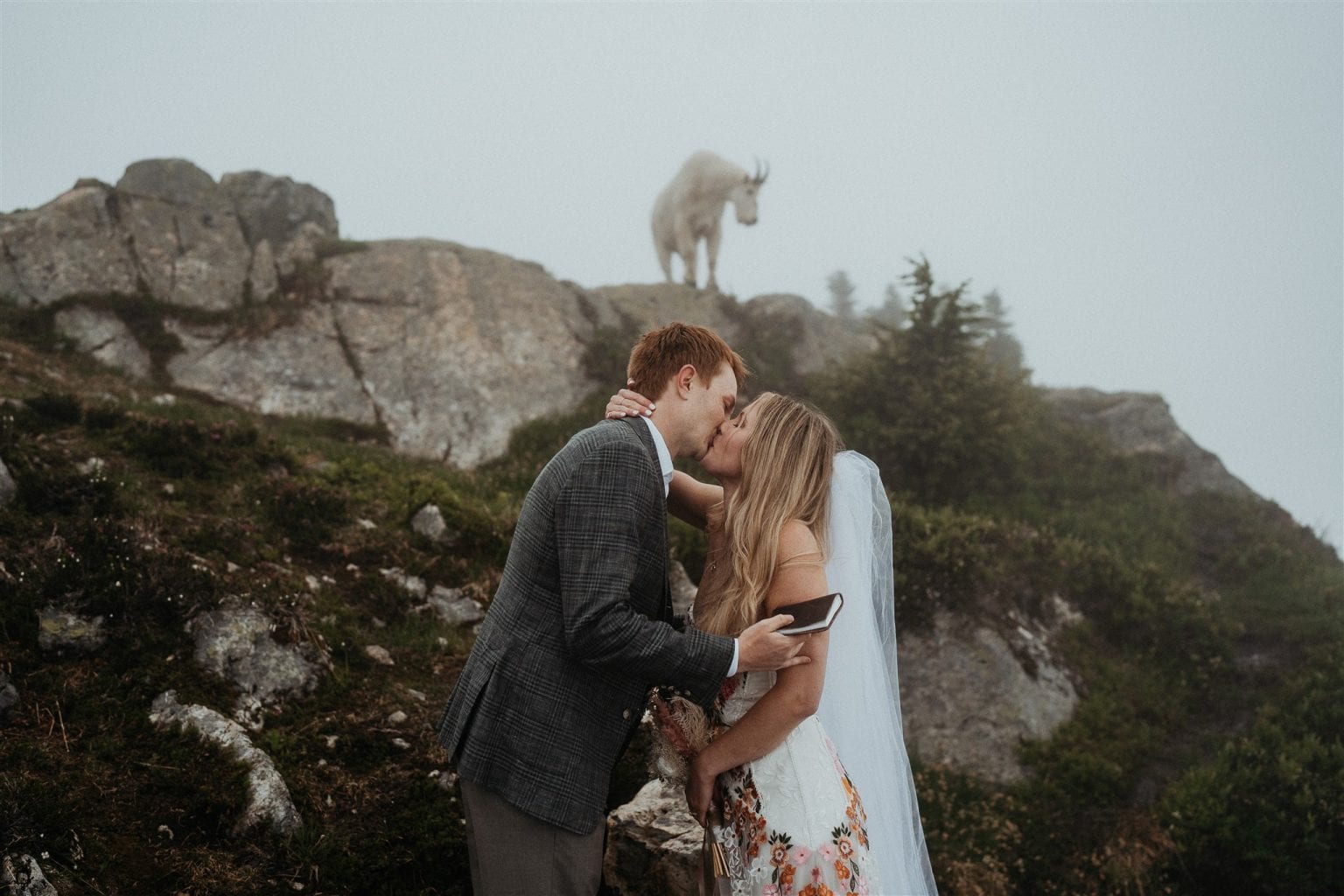 newlyweds kissing with a mountain goat in the background gazing on them during their mountain micro wedding.