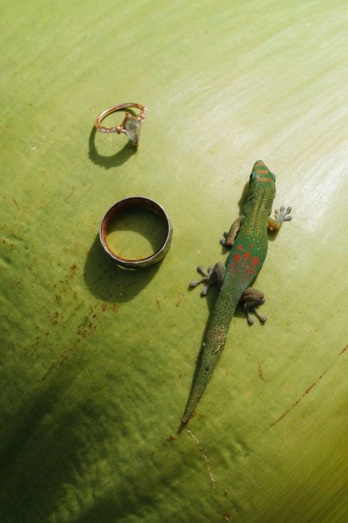 Gecko and wedding bands sit on top of a green cocnut.