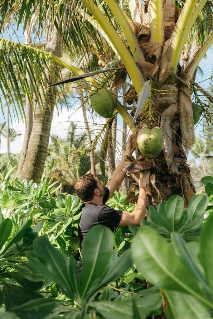 Man cuts down a coconut from a palm tree in Hawaii.